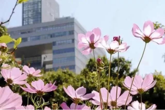 SZU 7 Subjects Ranked Top 100 in GRAS 2020