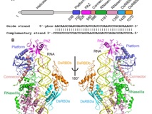 深圳大学医学部李思思团队在顶尖杂志《Science》合作解析Dicer作用机制