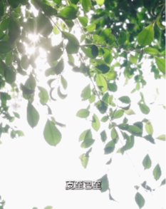 夏至快乐！